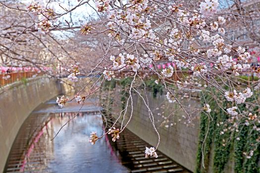  The city river, sakura cherry blossom flowers, traditional lamp and footpath in Japan Tokyo