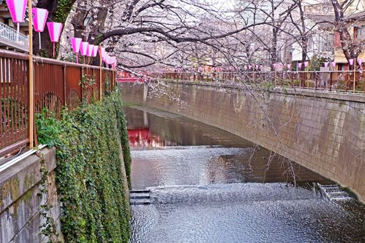  The city river, sakura cherry blossom flowers, traditional lamp and footpath in Japan Tokyo