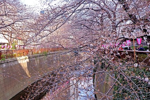  The city river, sakura cherry blossom flowers, traditional lamp and footpath in Japan Tokyo