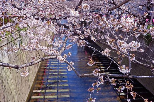  The city river, sakura cherry blossom flowers, traditional lamp and footpath in Japan Tokyo