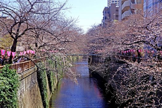  The city river, sakura cherry blossom flowers, traditional lamp and footpath in Japan Tokyo