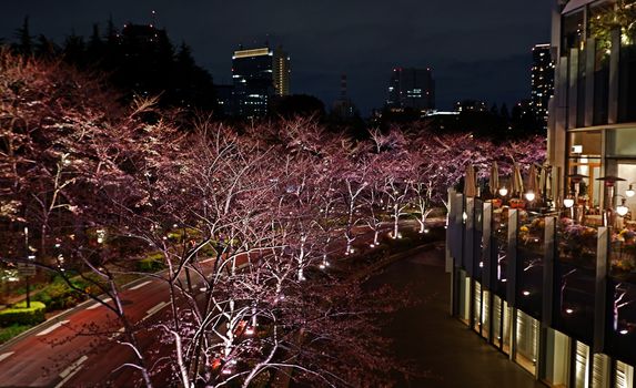 Beautiful pink sakura cherry blossom flower in Japan Tokyo downtown street at night
