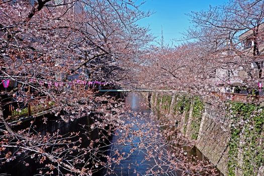  The city river, sakura cherry blossom flowers, traditional lamp and footpath in Japan Tokyo