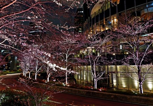 Beautiful pink sakura cherry blossom flower in Japan Tokyo downtown street at night
