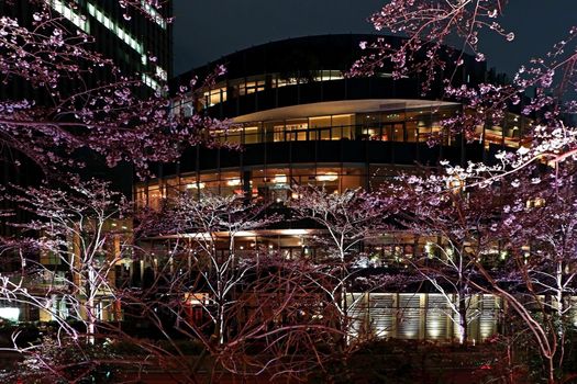 Beautiful pink sakura cherry blossom flower in Japan Tokyo downtown street at night
