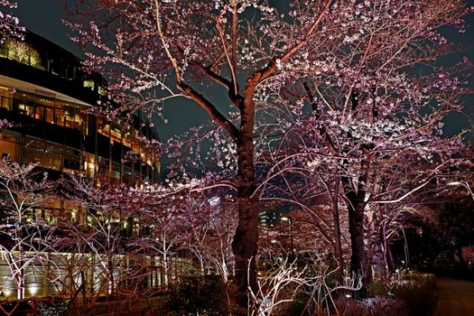 Beautiful pink sakura cherry blossom flower in Japan Tokyo downtown street at night
