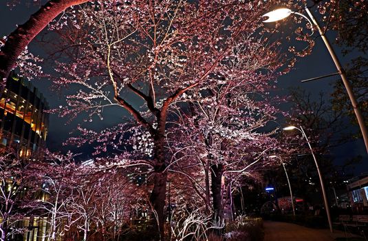 Beautiful pink sakura cherry blossom flower in Japan Tokyo downtown street at night
