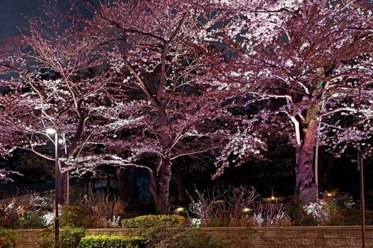 Beautiful pink sakura cherry blossom flower in Japan Tokyo downtown street at night
