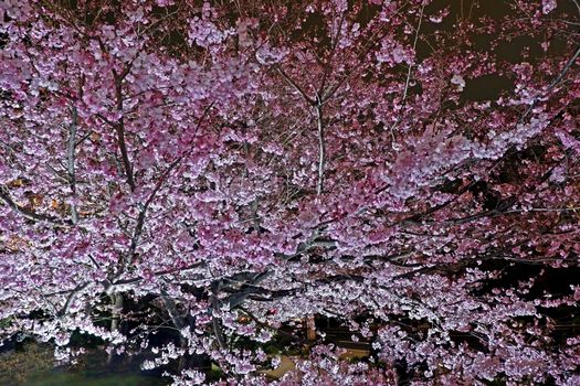 Beautiful pink sakura cherry blossom flower in Japan Tokyo downtown street at night
