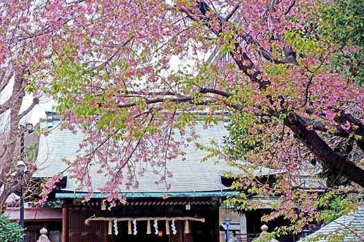 Beautiful pink sakura cherry blossom flower, tree and traditional building in Tokyo park, Japan