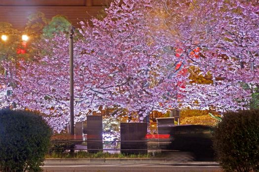 Beautiful pink sakura cherry blossom flower in Japan Tokyo downtown street at night
