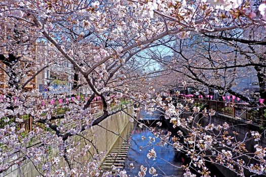  The city river, sakura cherry blossom flowers, traditional lamp and footpath in Japan Tokyo