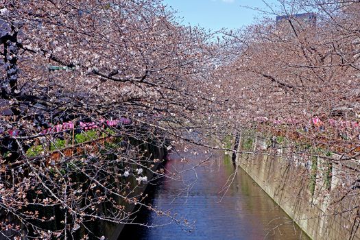  The city river, sakura cherry blossom flowers, traditional lamp and footpath in Japan Tokyo