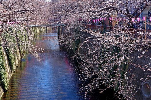 The city river, traditional lamp and  sakura cherry blossom flowers in Japan Tokyo