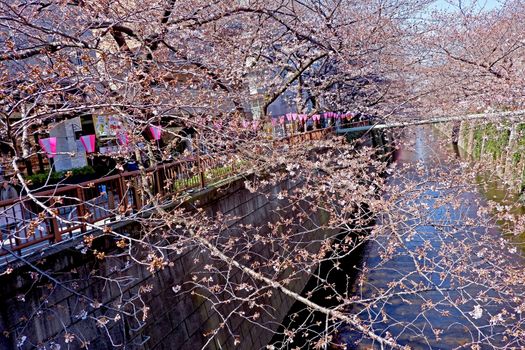 The city river, traditional lamp and  sakura cherry blossom flowers in Japan Tokyo