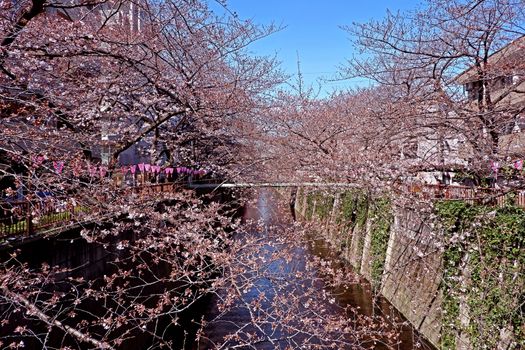 The city river, traditional lamp and  sakura cherry blossom flowers in Japan Tokyo