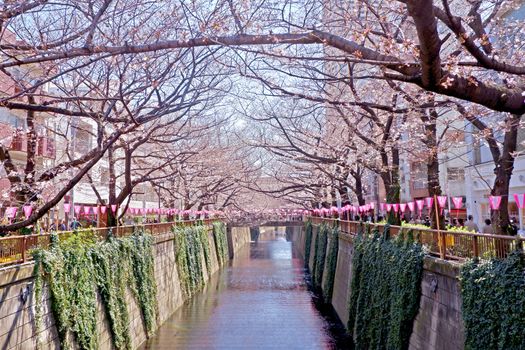  The city river, sakura cherry blossom flowers, traditional lamp and footpath in Japan Tokyo