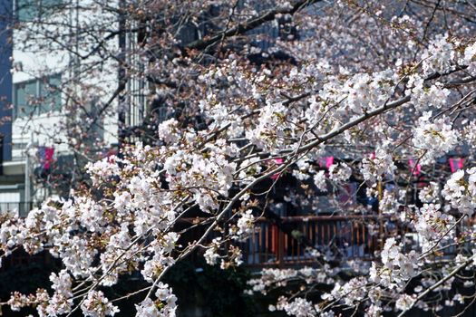 The white  sakura cherry blossom flowers and trees in Japan Tokyo city
