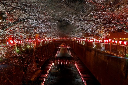 Beautiful pink sakura cherry blossom flower in Japan Tokyo downtown street at night
