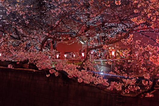 Beautiful pink sakura cherry blossom flower in Japan Tokyo downtown street at night
