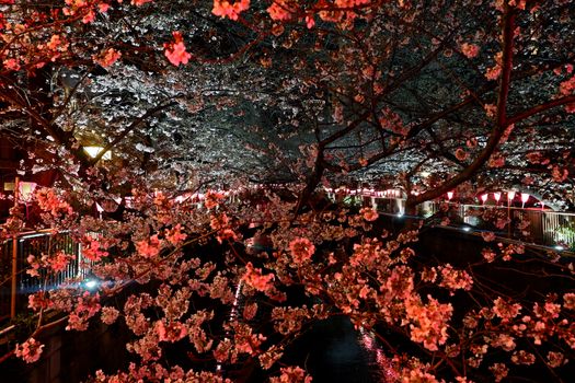 The pink sakura cherry blossom flowers and natural plants in Japan Tokyo park

