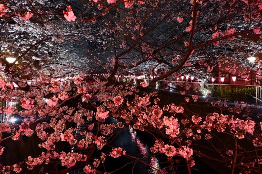 Beautiful pink sakura cherry blossom flower in Japan Tokyo street at night

