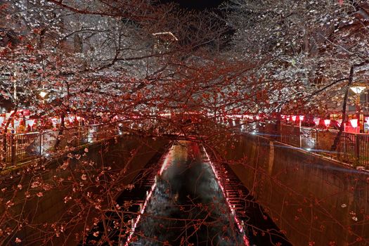 Beautiful pink sakura cherry blossom flower and traditional Japanese lamp at night
