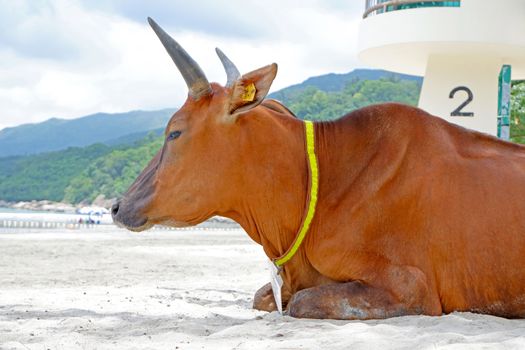 The brown old sitting cow is on the beach near the trees and ocean