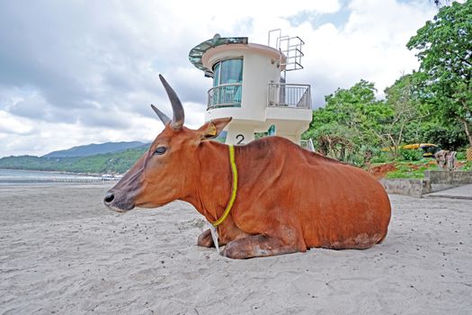 The brown old sitting cow is on the beach near the trees and ocean
