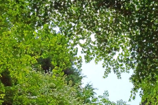 The green leaves, tree and blue sky in Japan garden