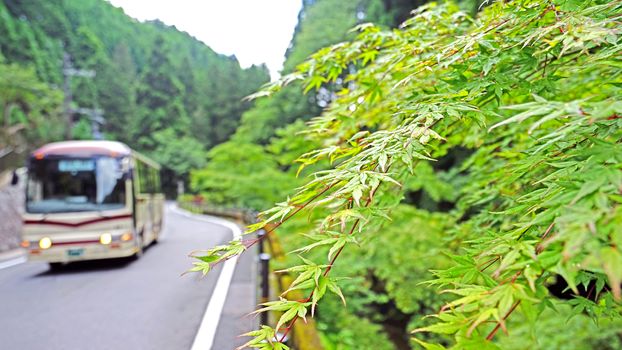 The closeup green leaves, tree, bus and road in Japan countryside