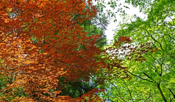 The closeup red and green leaves and tree in Japan garden