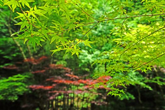 The closeup green leaves and tree in Japan garden