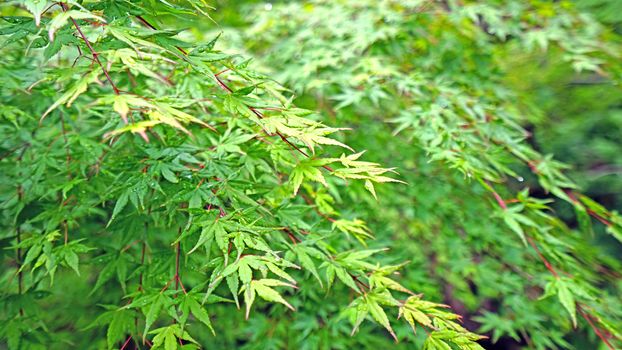 The closeup green leaves, tree in Japan countryside