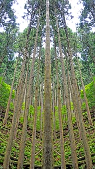 The vertical outdoor green forest tree in the countryside woodland