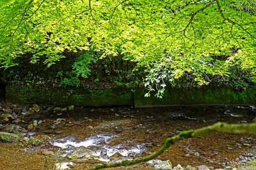 The natural river, green tree and plant in Japan countryside