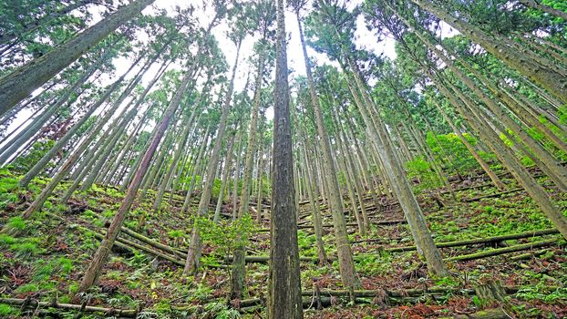 The outdoor green forest tree in the countryside woodland