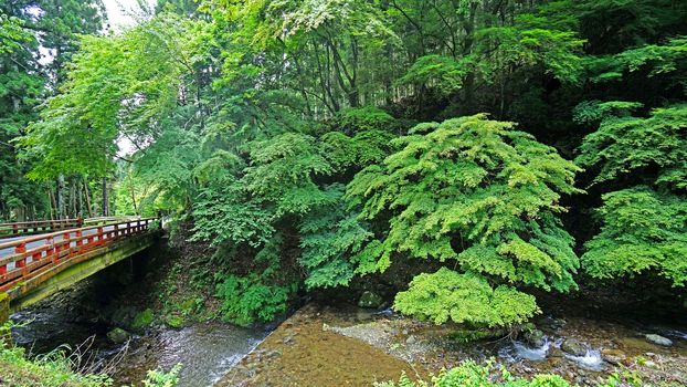 The natural river, bridge road green tree and plant in Japan mountain