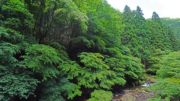 The natural waterfall, river, bridge, tree and plant in Japan mountain