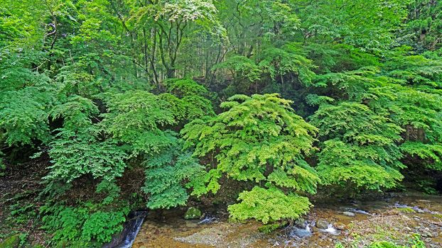 The natural river, green tree and plant in Japan mountain