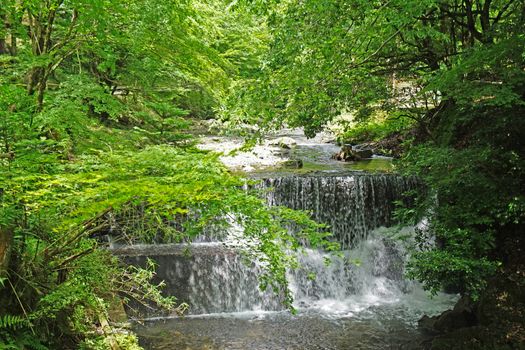 The natural waterfall, river, tree and plant in Japan countryside