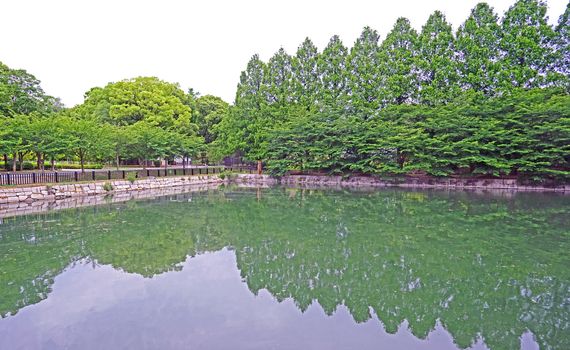 The green plants and trees with reflection on lake in Japan public park