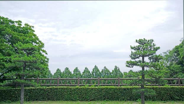 The green plants, trees and wooden fence in Japan public park