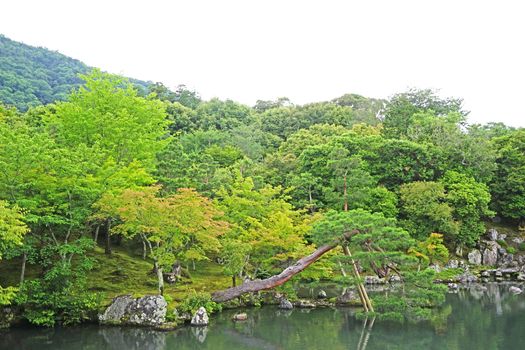 The pinus thunbergii, plants, mountain, lake with reflection in Japan zen garden