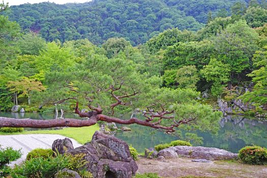 The pinus thunbergii, plants, mountain, lake with reflection in Japan zen garden