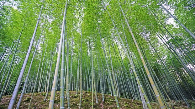 The green bamboo plant forest in Japan zen garden
