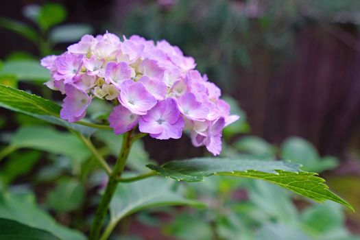 The close up of purple hydrangea flower with green leaves in Japan outdoor garden