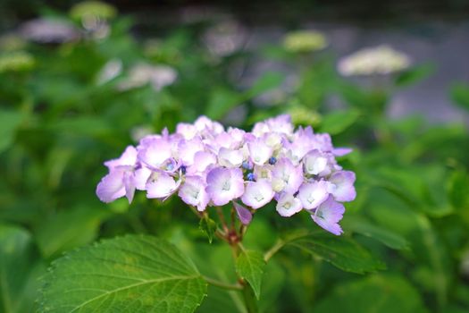 The close up of purple hydrangea flower with green leaves in Japan outdoor garden