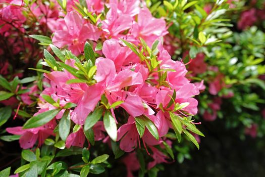 The close-up pink flowers with leaves in Japan outdoor garden