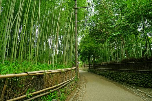 The green bamboo plant forest in Japan zen garden